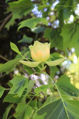 Liriodendron tulipifera 'Aureomarginatum' - liliovník tulipánokvětý - květ